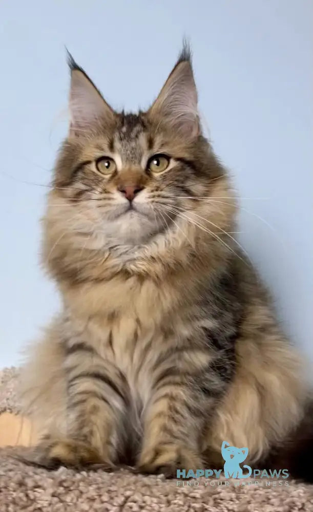 Carolin Maine Coon female black spotted tabby live animals