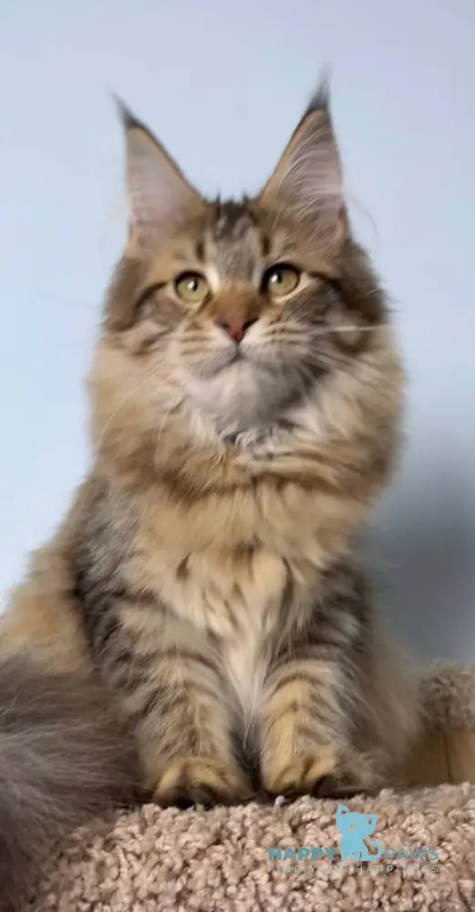 Carolin Maine Coon female black spotted tabby live animals