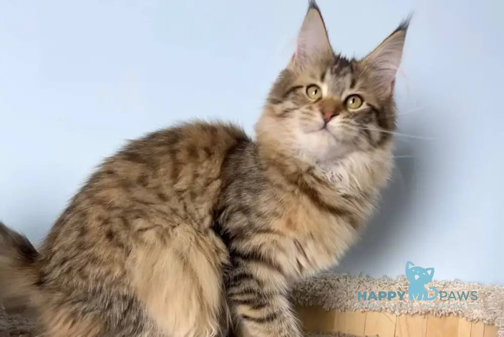 Carolin Maine Coon female black spotted tabby live animals