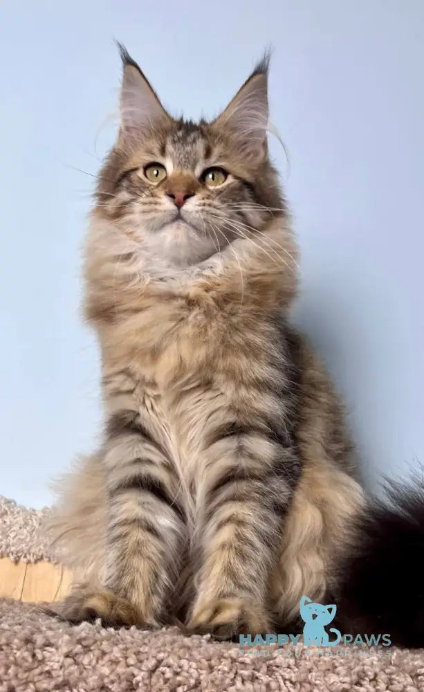 Carolin Maine Coon female black spotted tabby live animals