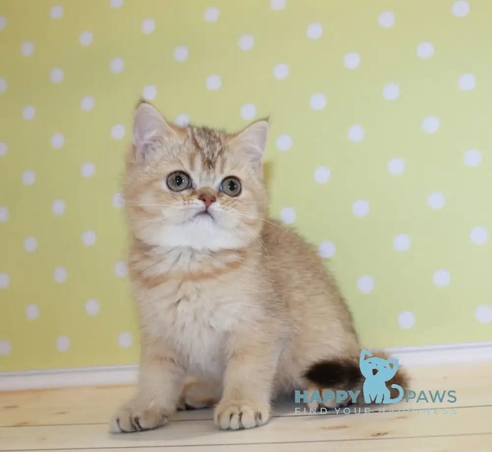 Carolina Scottish Straight Female Black Golden Ticked Tabby Live Animals