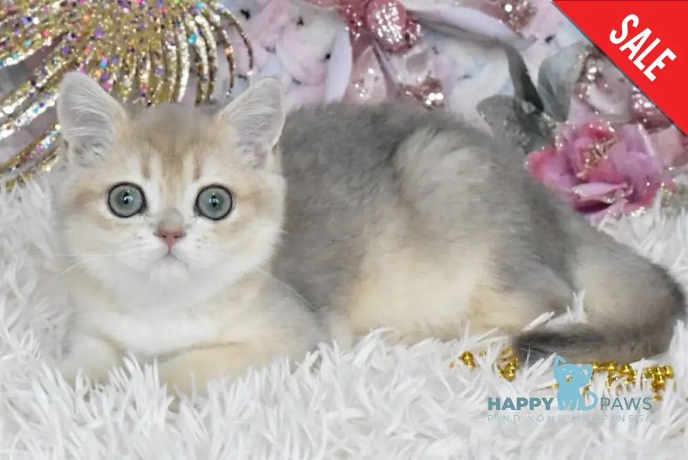 Cashmere British Shorthair Male Blue Golden Shaded Live Animals