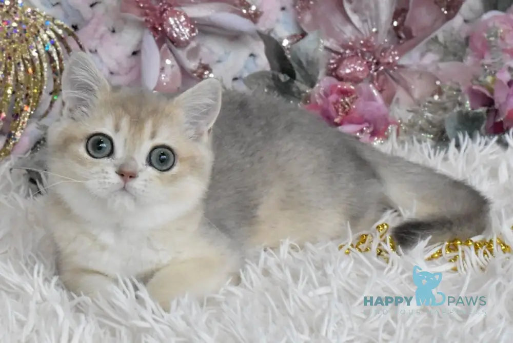 Cashmere British Shorthair Male Blue Golden Shaded Live Animals