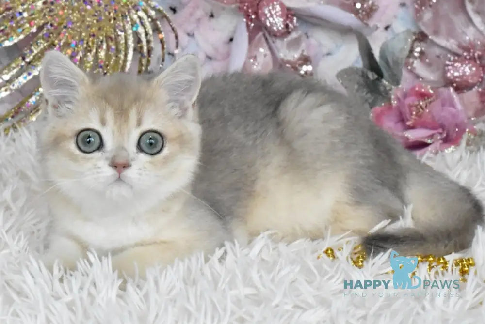 Cashmere British Shorthair Male Blue Golden Shaded Live Animals