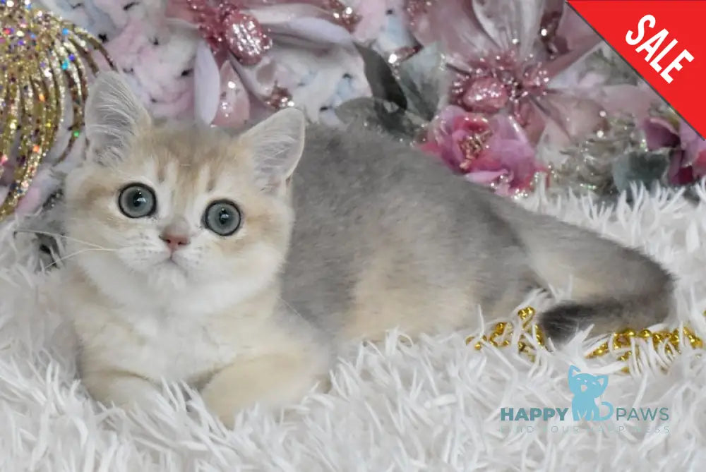 Cashmere British Shorthair Male Blue Golden Shaded Live Animals