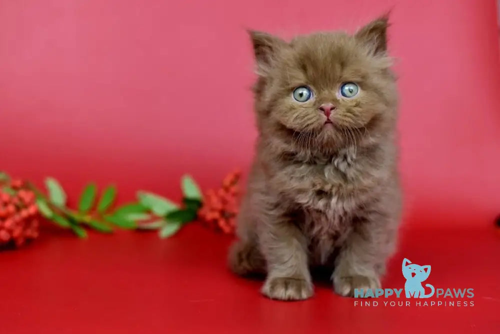 Casper British Longhair Male Cinnamon Live Animals