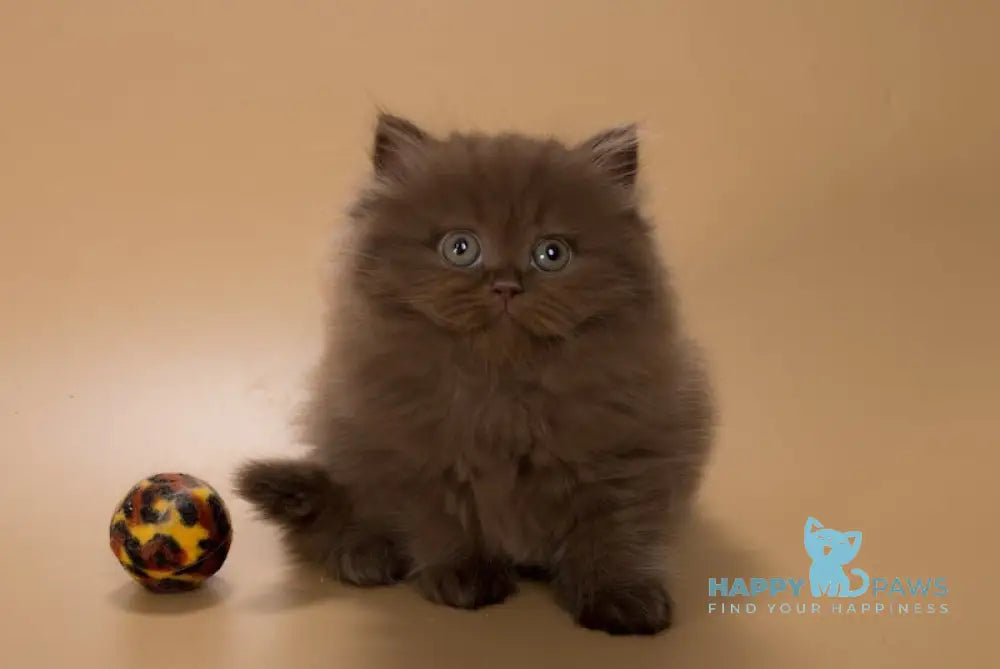 Cassiopeia British Longhair female chocolate live animals