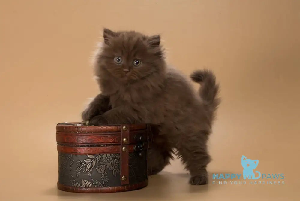 Cassiopeia British Longhair female chocolate live animals