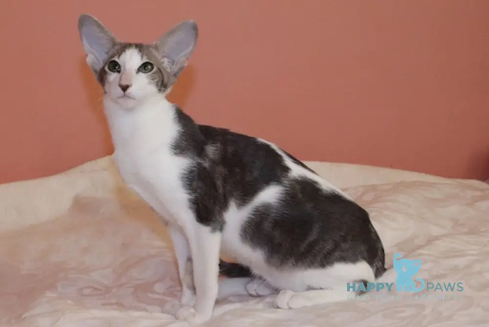 Cassiopeia Oriental Shorthair Female Blue Tortie Bicolour Live Animals