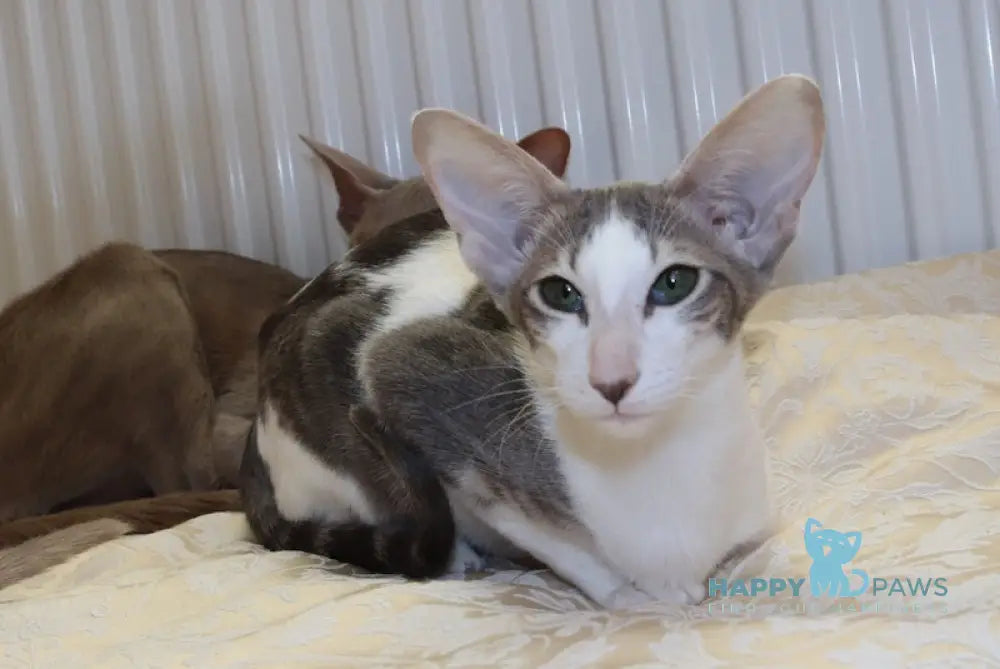 Cassiopeia Oriental Shorthair Female Blue Tortie Bicolour Live Animals