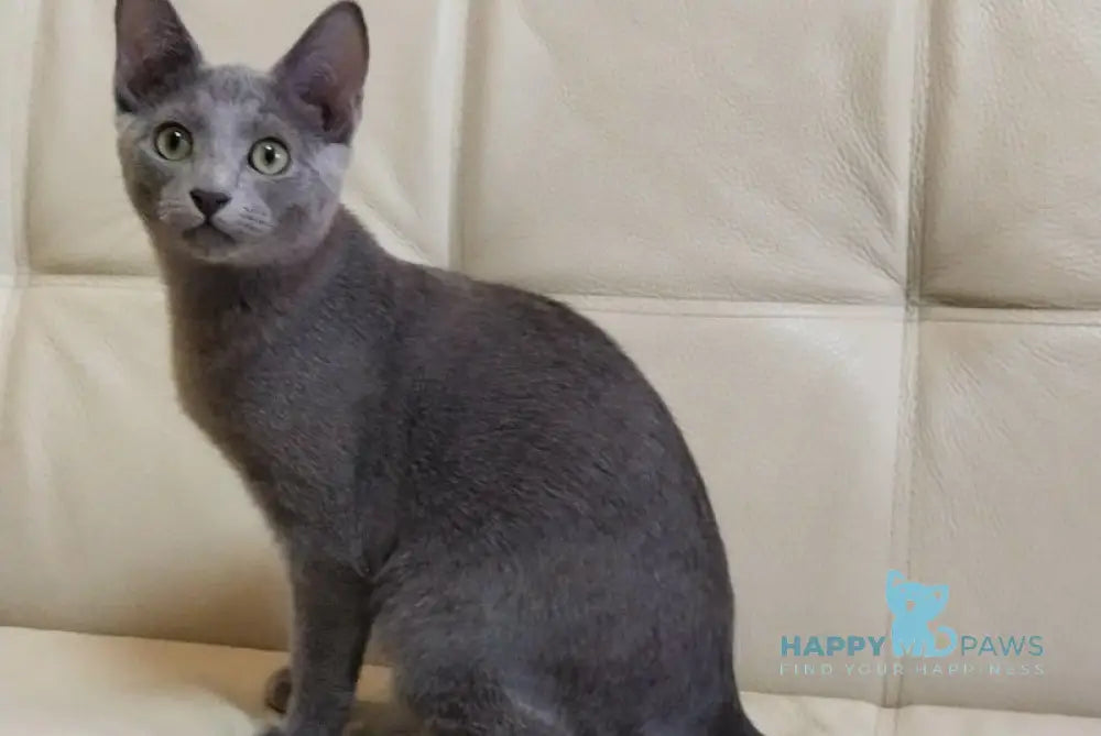 Ceasar Russian Blue Male Blue Live Animals