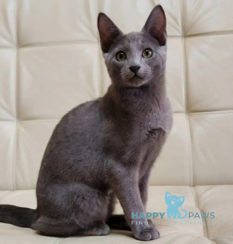 Ceasar Russian Blue Male Blue Live Animals