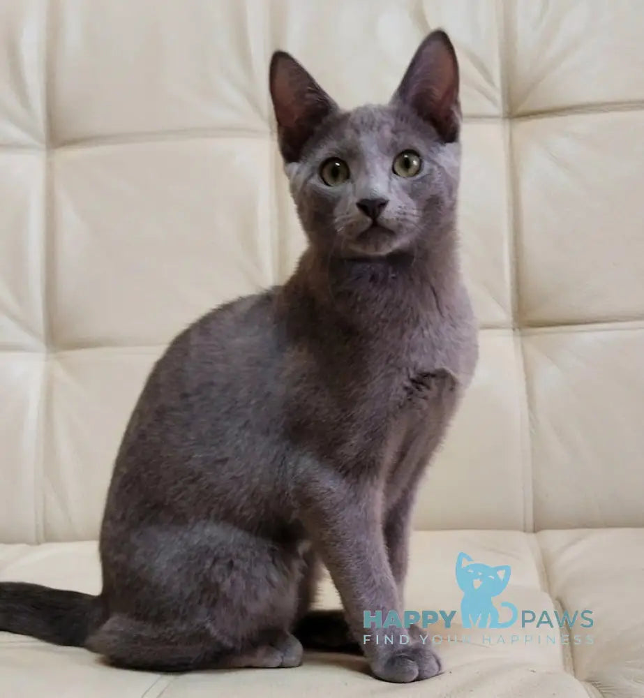 Cereal Russian Blue Male Blue Live Animals