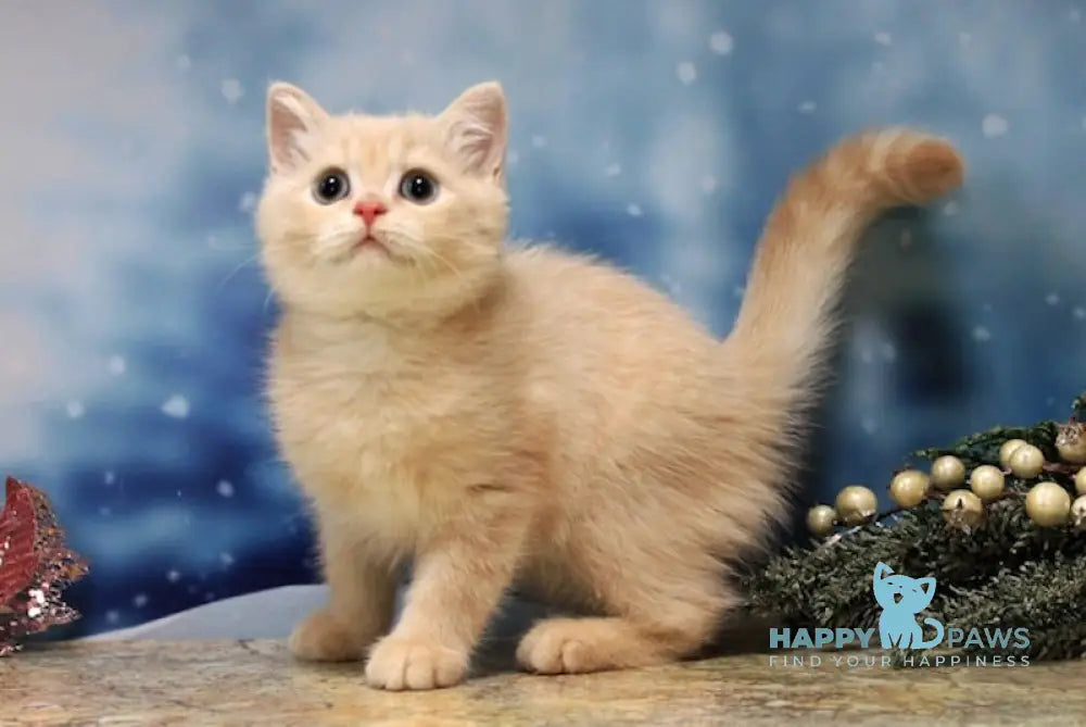 Cezarion British Shorthair Male Cream Golden Shaded Live Animals