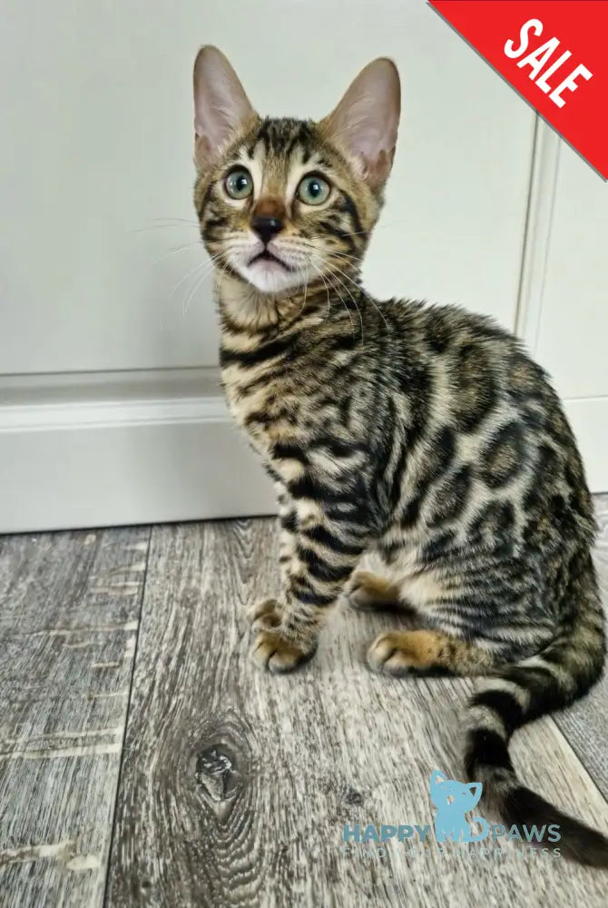 Chelsey Bengal Female Black Spotted Tabby Live Animals