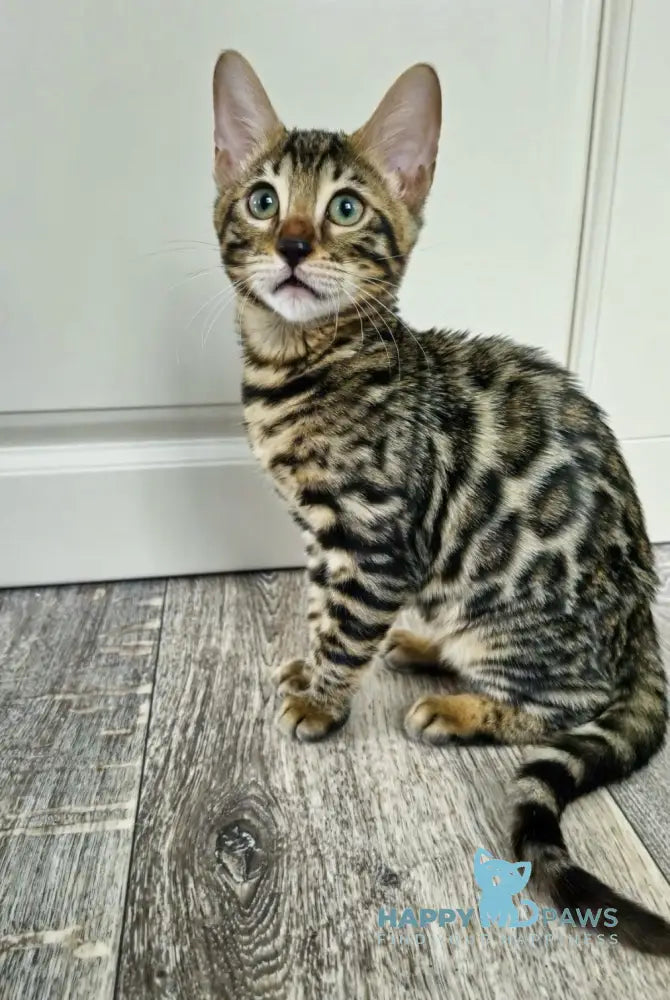 Chelsey Bengal Female Black Spotted Tabby Live Animals