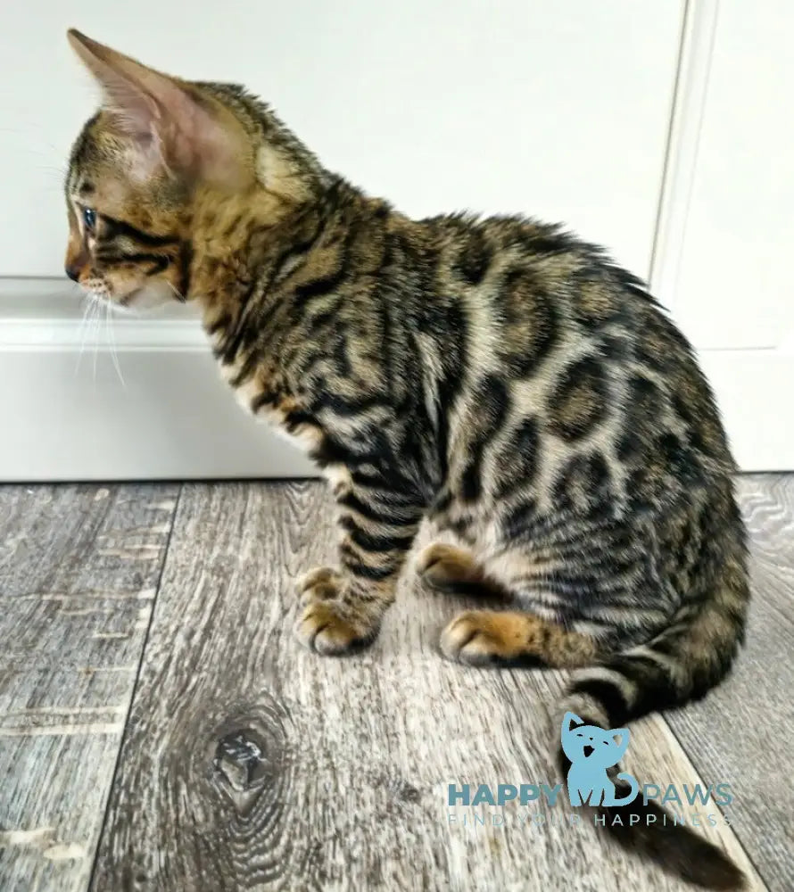 Chelsey Bengal Female Black Spotted Tabby Live Animals