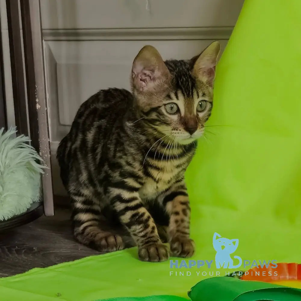 Chelsey Bengal Female Black Spotted Tabby Live Animals