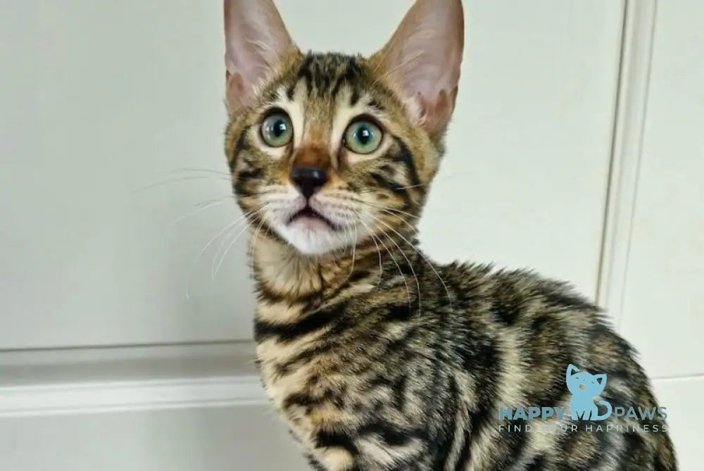 Chelsey Bengal Female Black Spotted Tabby Live Animals