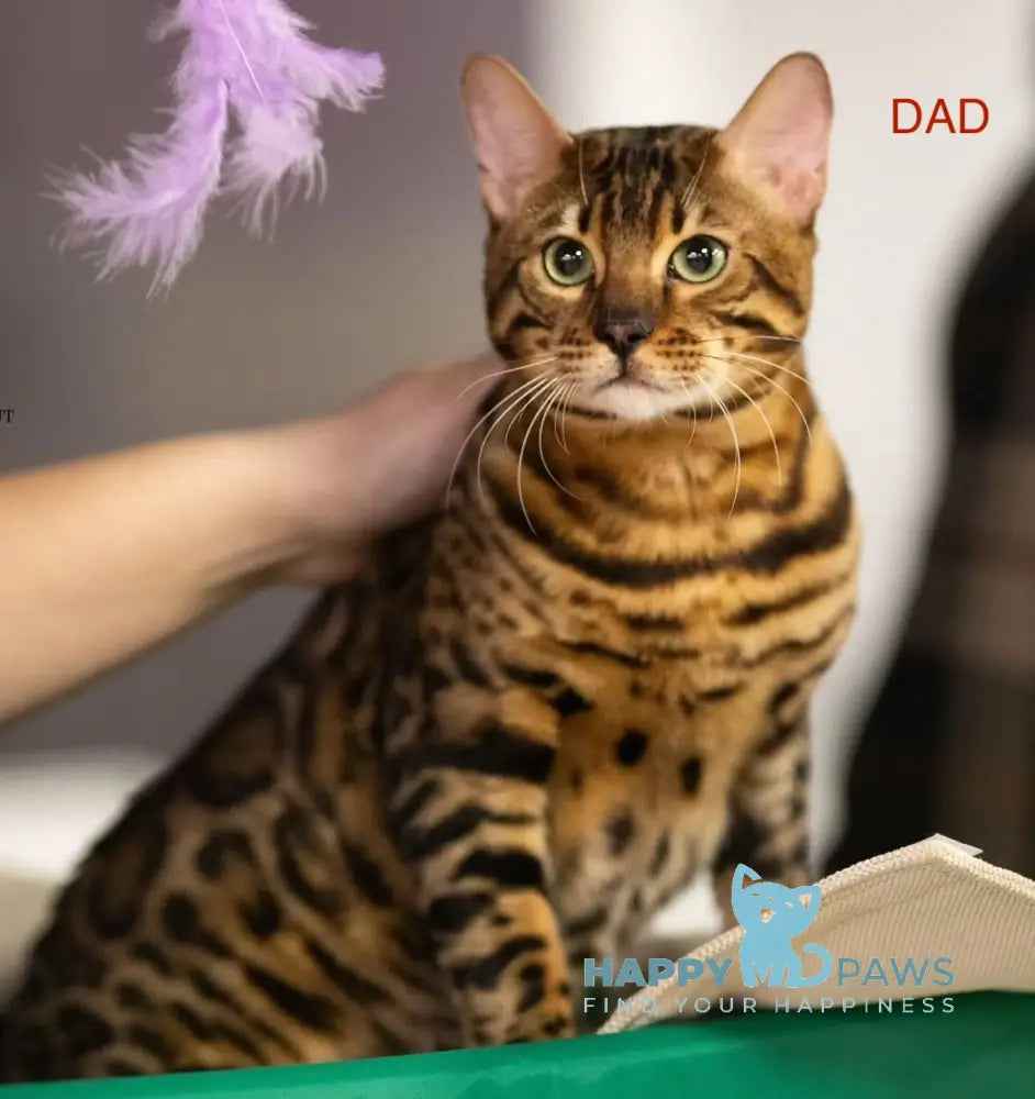 Chelsey Bengal Female Black Spotted Tabby Live Animals