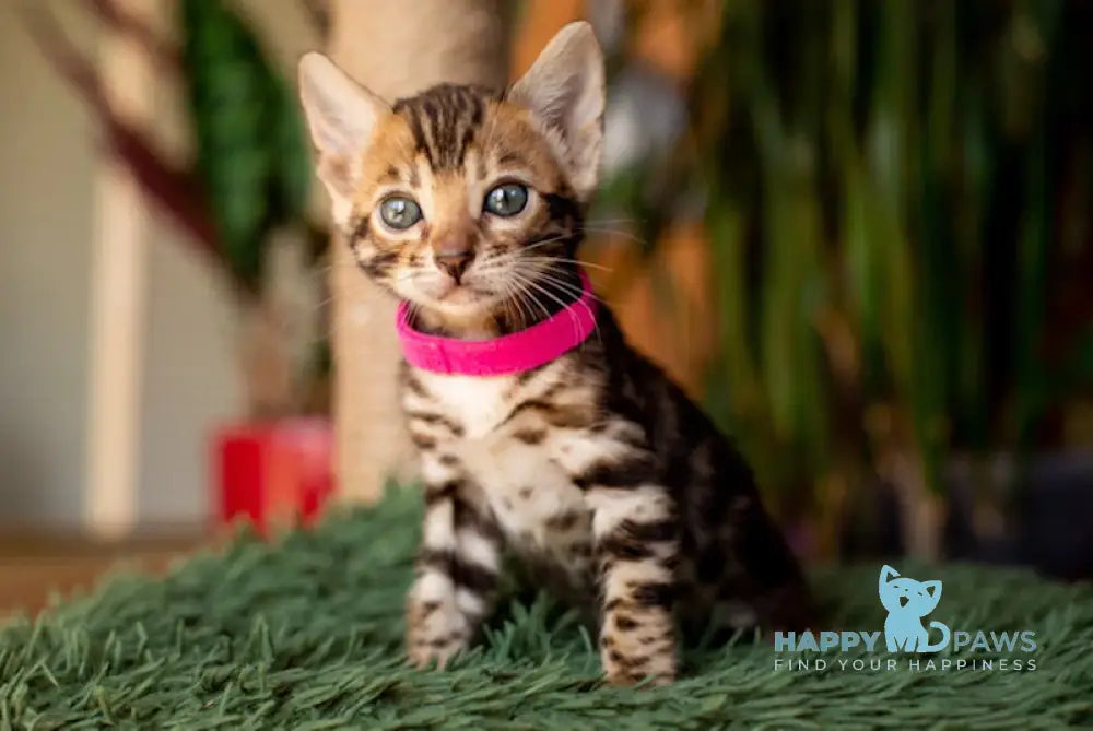 Cher Bengal Female Black Spotted Tabby Live Animals