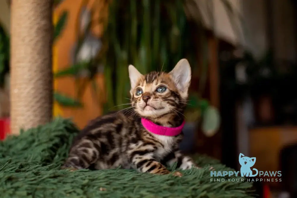 Cher Bengal Female Black Spotted Tabby Live Animals