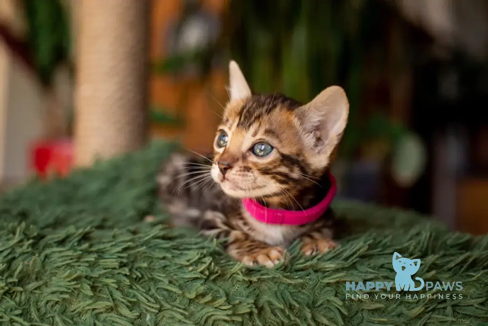 Cher Bengal Female Black Spotted Tabby Live Animals