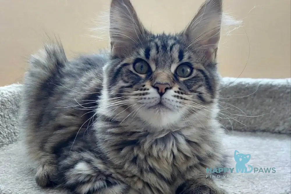 Cheri Maine Coon Female Black Tabby Live Animals