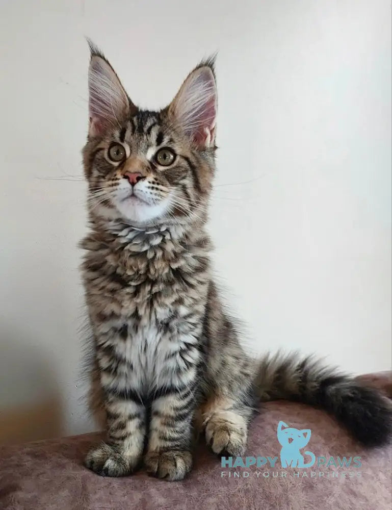 Cheri Maine Coon Female Black Tabby Live Animals