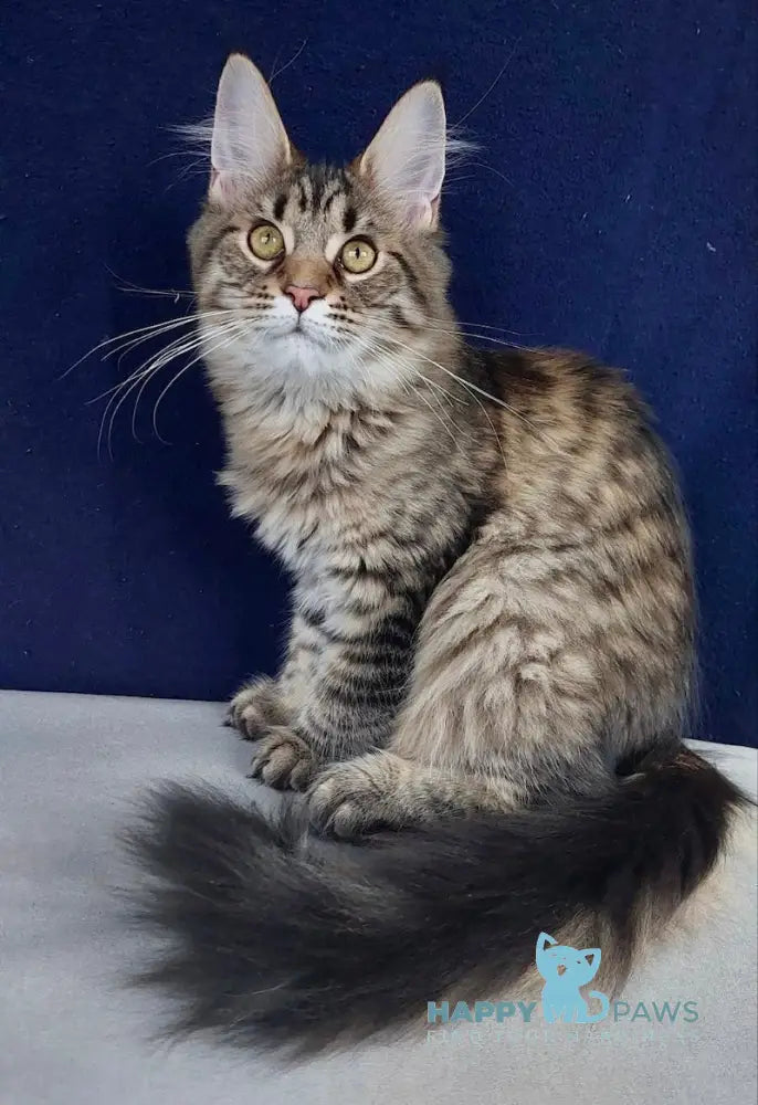 Cheri Maine Coon Female Black Tabby Live Animals