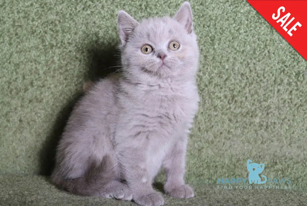 Cherry British Shorthair Female Lilac Live Animals