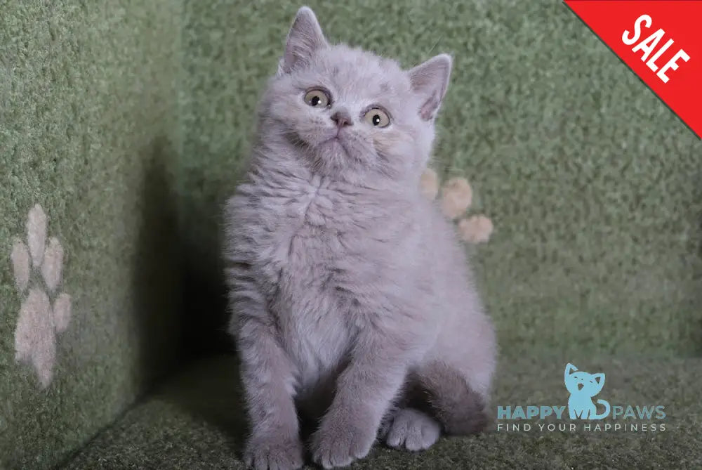 Cherry British Shorthair Female Lilac Live Animals