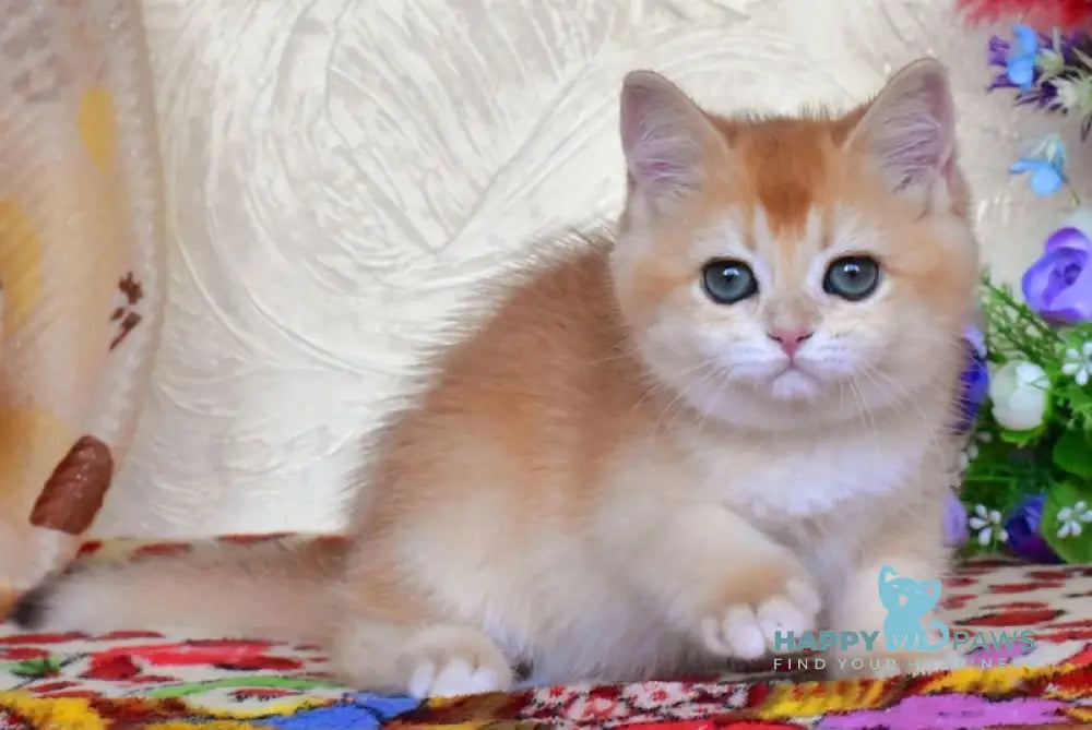 Chester British Shorthair Male Black Golden Chinchilla Live Animals