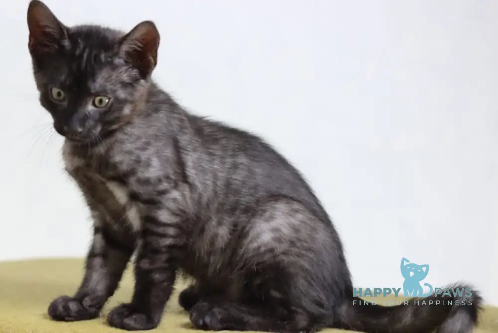 Chester Egyptian Mau Male Black Smoke Live Animals