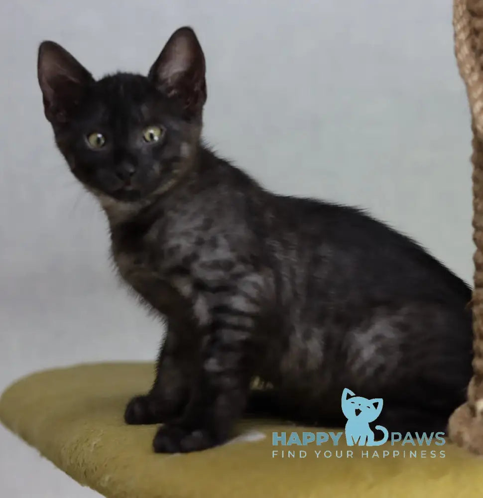 Chester Egyptian Mau Male Black Smoke Live Animals