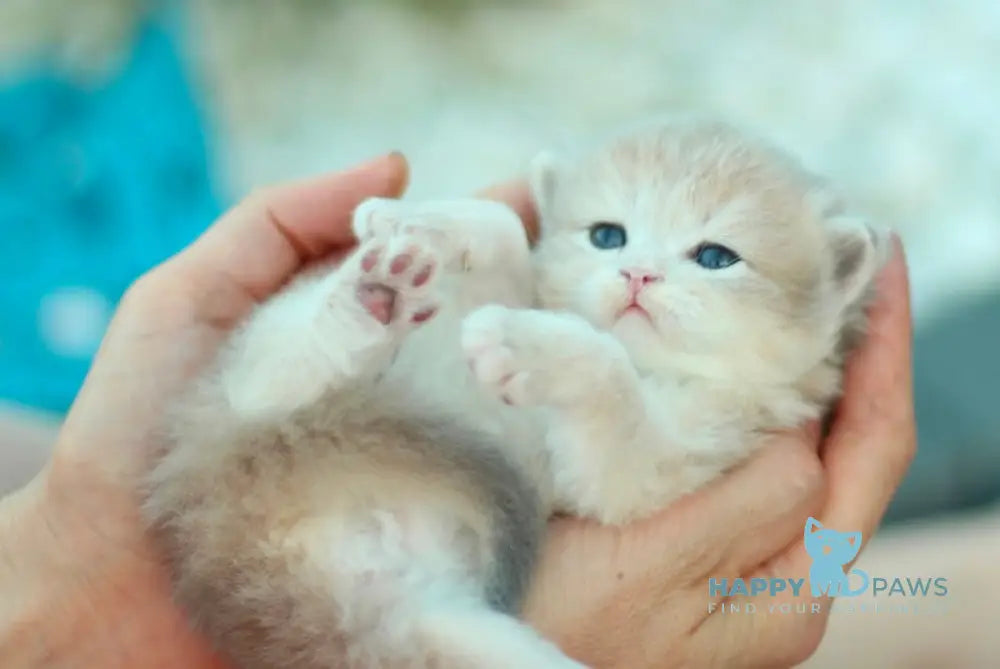 Chin British Longhair Male Blue Golden Chinchilla Live Animals