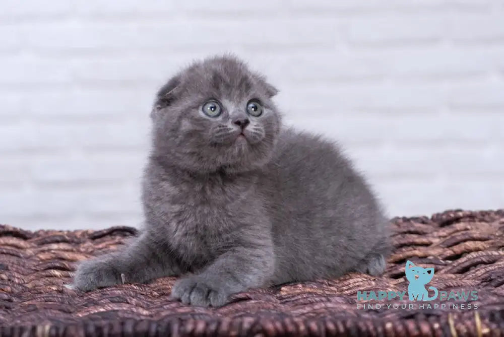 Cinderella Scottish Fold Female Blue Live Animals