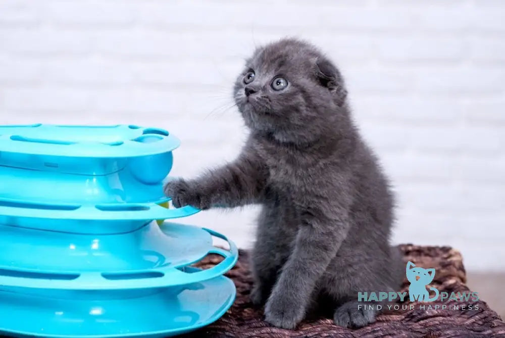 Cinderella Scottish Fold Female Blue Live Animals