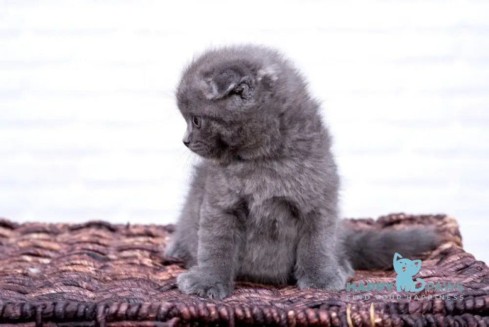 Cinderella Scottish Fold Female Blue Live Animals