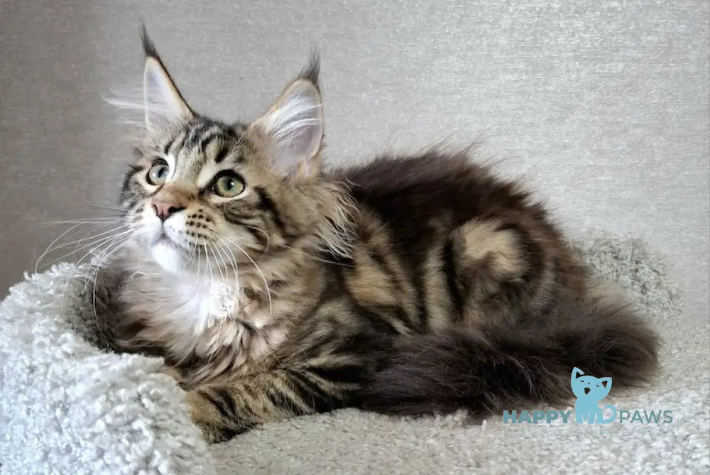 Clementine Maine Coon Female Black Tabby Live Animals