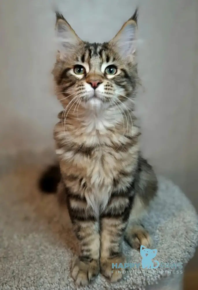 Clementine Maine Coon Female Black Tabby Live Animals