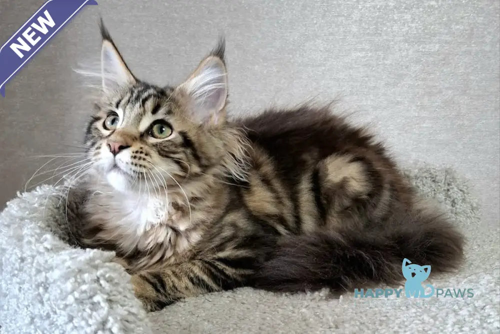 Clementine Maine Coon Female Black Tabby Live Animals