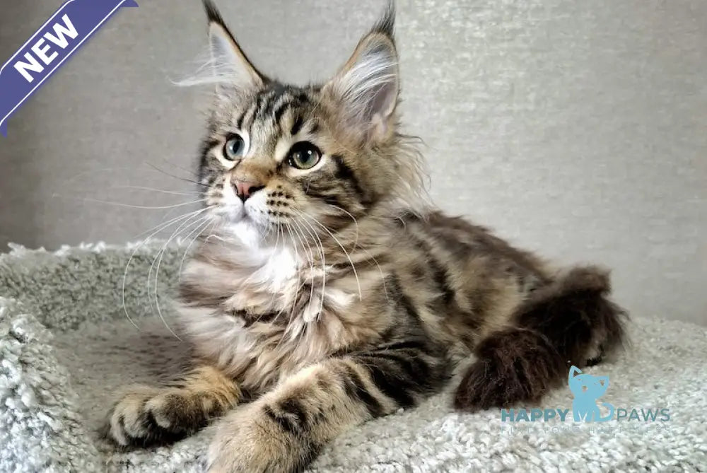 Clementine Maine Coon Female Black Tabby Live Animals