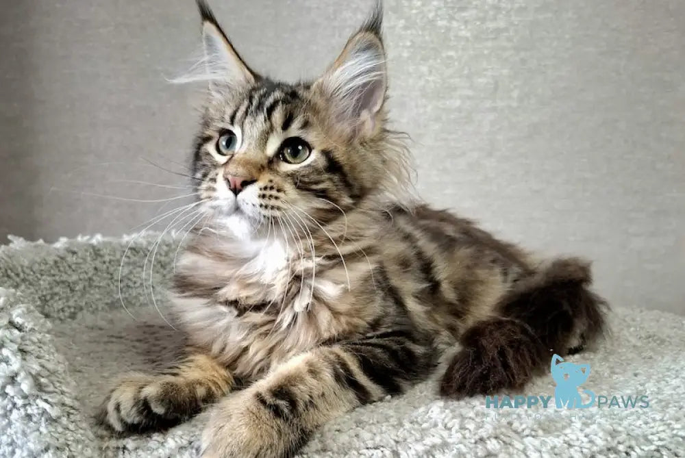 Clementine Maine Coon Female Black Tabby Live Animals