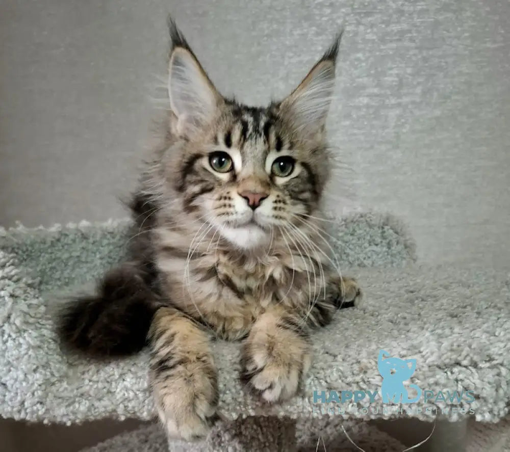 Clementine Maine Coon Female Black Tabby Live Animals