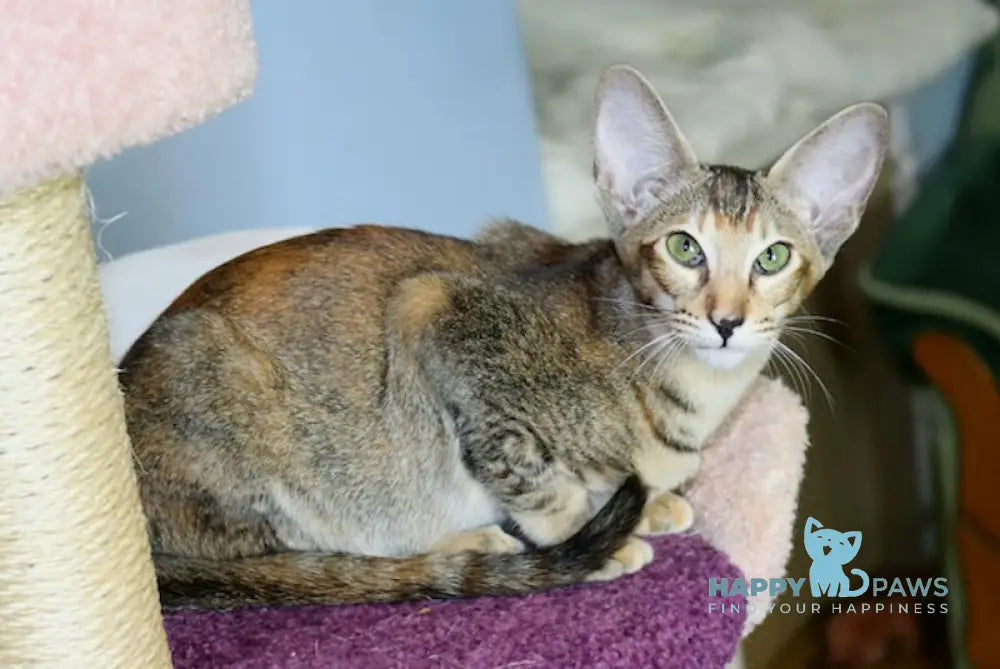 Cleopatra Oriental Shorthair Female Black Tortie Live Animals