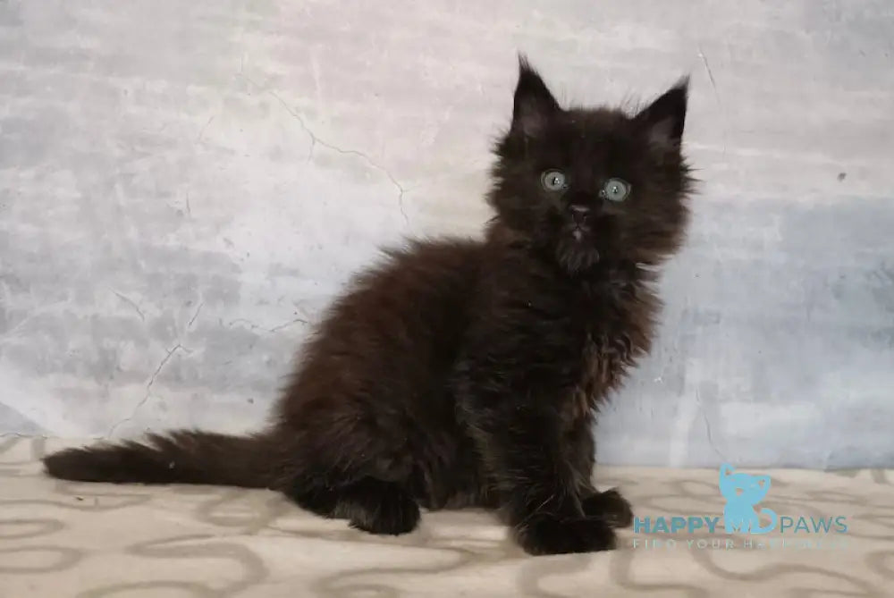 Clover Maine Coon Male Black Live Animals