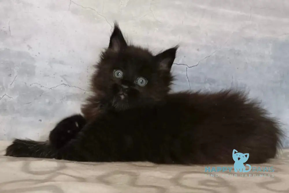 Clover Maine Coon Male Black Live Animals