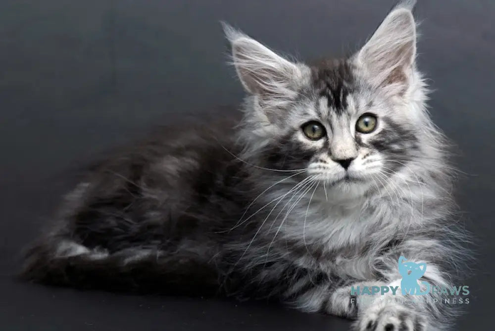 Conor Maine Coon Male Black Silver Tabby Live Animals