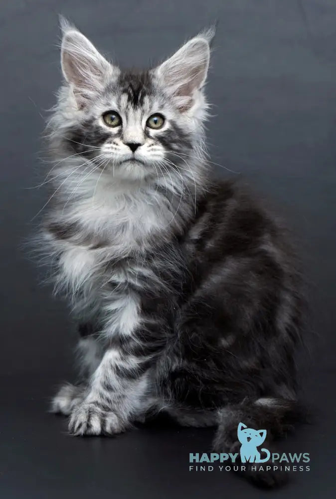 Conor Maine Coon Male Black Silver Tabby Live Animals